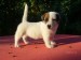 jack_russell_terier_23530027_3_F