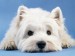 9042883~West-Highland-White-Terrier-Posters